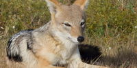 Black backed jackal. Simbambili.