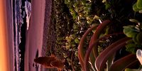 Aloe sunrise. ....Rocky bay. Image: Paul Welch 