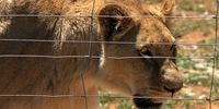 A captive lion paces its enclosure in a breeding facility in South Africa.<br>(Photo: Courtesy of Julian Rademeyer)