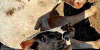 Cattle at The Ndawana sale. Image: Paul Welch