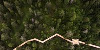 epaselect epa09333089 View of the world's longest treetop walk in Laax, Switzerland, 09 July 2021. The 'Senda dil Dragun' (Way of the Dragon) is 1.56 kilometres long and will be opened to the public on 11 July.  EPA-EFE/GIAN EHRENZELLER