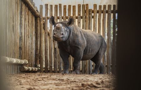 They’re back! Rhino orphans return to the shores of Lake Kariba