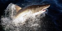 A great white shark (Carcharodon carcharias) jumps out the water next to a boat in the Indian Ocean, Gansbaai, South Africa, 19 June 2010. (Photo: EPA / Francl Robichon)