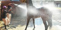 DURBAN, SOUTH AFRICA - JULY 02: Washing horses during the Hollywoodbets Durban July 2022 at Hollywoodbets Greyville Racecourse on July 02, 2022 in Durban, South Africa. (Photo by Darren Stewart/Gallo Images)