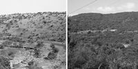 Before and After: Photos taken along the road between Weenen and Greyton in KwaZulu-Natal in 1955 and again in 2011 show the change from savannah to thicket over four decades. (Left: Denzil Edwards, with permission from SANBI) / (Right: James Puttick, with permission from the Plant Conservation Unit, UCT)