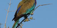 A lilac breasted roller . Taken in the Kruger National Park near Hamilton’s tented camp. 