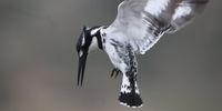 "Hunting." Image: Jon Gunning
