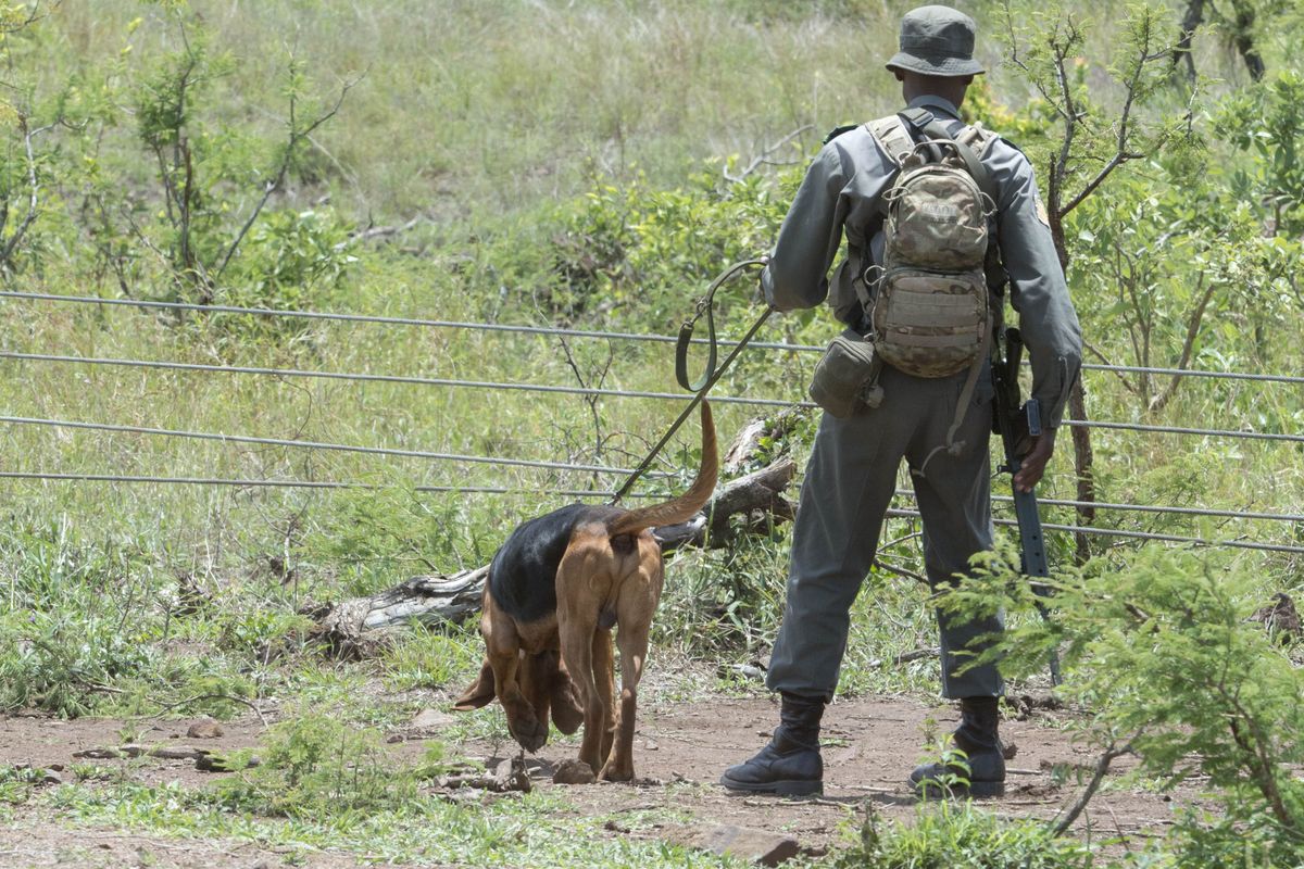 Rangers: Rethinking the heroes and villains in rhino poaching war