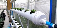 How hydroponic gardens plant seeds of innovation and women’s empowerment