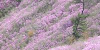 Hikers relish the sight of azalea blossoms around the peak of Mount Cheonju in Changwon, 298 kilometers southeast of Seoul, South Korea, 12 April 2024.  EPA-EFE/YONHAP SOUTH KOREA OUT