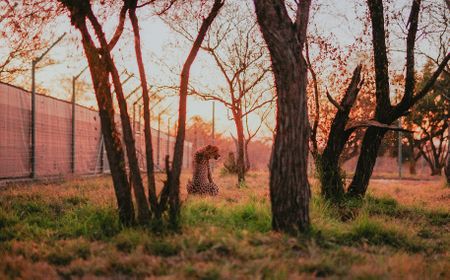 Cautious optimism as translocated SA cheetahs fill a new Mozambican ecological niche