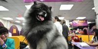 Photo Essay- Westminster Dog Show