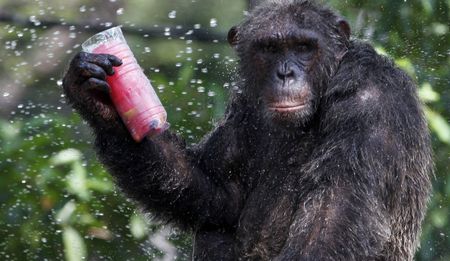 New York lawsuit seeks 'legal personhood' for chimpanzees