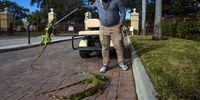 A maintenance worker places iguanas immobilized from cold temperatures on the pavement outside an apartment complex in West Palm Beach, Florida, U.S., on Wednesday, Jan. 22, 2020. Cold-stunned iguanas fell from trees in South Florida Wednesday morning as temperatures in Miami hit 40 degrees and wind chills reached in the 20s and 30s in South Florida, The National Weather Service reported. Photographer: Saul Martinez/Bloomberg via Getty Images