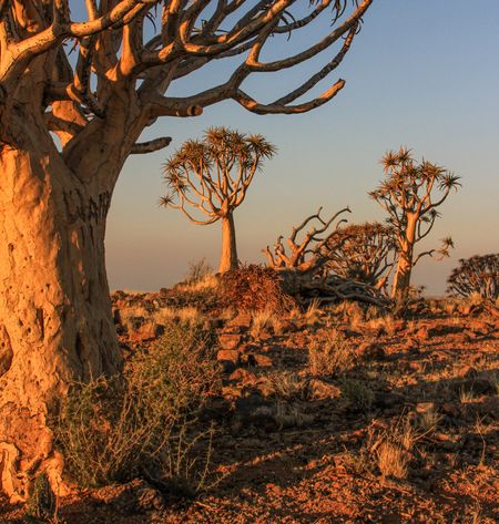 Quiver trees of Kenhardt, camels and the deep Kalahari