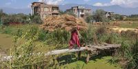 Kashmiri farmers begin paddy harvest ahead of winter