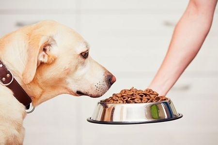 RCL’s pet food crisis opens door for Monic Group's ambitious expansion