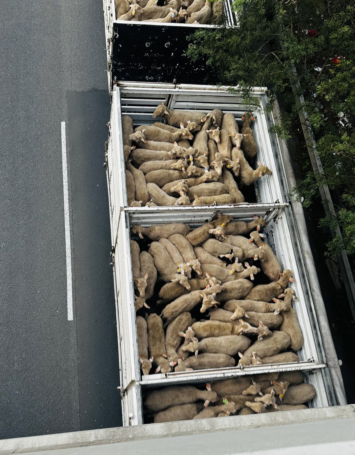 New live animal export welfare rules: Will they stop the suffering?
