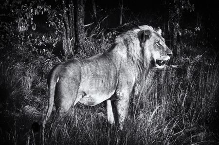 Hunters’ association fires first salvo at state law legislating ‘wellbeing’ considerations of wild animals