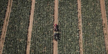 SA agriculture shows mild decline in 2022, but positive developments bode well for 2023