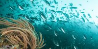 Marine organisms, especially seagrasses, corals, cephalopods, reptiles and sea mammals appear to be most vulnerable to abrupt climate changes. Catastrophic, multi-species coral die-offs caused by a record-breaking marine heatwave in 2016 are one recent example. (Photo: Steve Benjamin/WILDOCEANS)