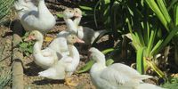 “Which way now, Jemima Puddle-Duck?” Photographer: Peter Chubb