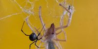 A black widow spider and her mate have ensnared a « baardskeurder » or red roman solifugid in their 3D web.<br>Photograph taken in Koringberg, in the Swartland, Western Cape, in my living room.<br>Barbara Malaisé