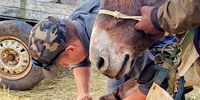 Horses that needed their hooves trimmed were catered for. <br>(Photo: Supplied)
