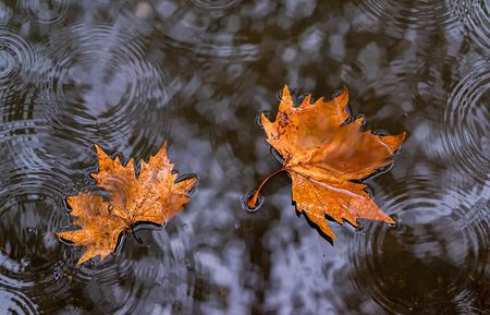 Wet winter forecast for southeast SA, southwest looks worryingly dry 