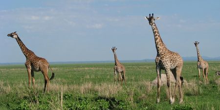 To better manage Africa’s rangelands today, learn from the pastoralists of old