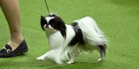 A dog competes in the 147th Annual Westminster Kennel Club Dog Show Presented by Purina Pro Plan at Arthur Ashe Stadium on May 08, 2023 in New York City. (Photo by Bryan Bedder/Getty Images for Westminster Kennel Club)