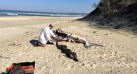 An orca attack on white shark in EC waters raises fresh questions about ‘seascape of fear’