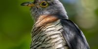 Summer visitor to our gardens - Piet-my-vrou - Red-chested Cuckoo. Photographer: Craig Sagar