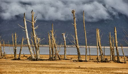 Op-Ed: A call to arms – the climate change crisis amidst mass unemployment