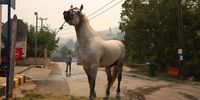 epa09401303 ? horse is tied up until it is transported to a safe place during a wildfire in Afidnes area, near Athens, Greece, 06 August 2021. The fires in Attica continued to blaze uncontrollably on 06 August, along all three fronts that formed during the night - at the side of the Athens-Lamia national highway toward Kapandriti, on the foothills of Parnitha in Afidnes and in Ippokratios Politia where both homes and businesses were burned. Another major problem caused by the fires is the thick smoke that has blanketed the Attica sky, creating a stifling atmosphere. Among the forces fighting the flames are 83 fire-fighters sent from France, who arrived in Greece in the eraly morning hours the same day. The situation, already extremely difficult, is expected to get worse during the day as wind intensity picks up and starts to fan the flames.  EPA-EFE/ALEXANDER BELTES
