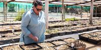 Christine Wiese, manager of the Kokerboom nursery, specialises in growing and selling the seeds of indigenous succulent plants such as the conophytum. (Photo: Ashraf Hendricks)