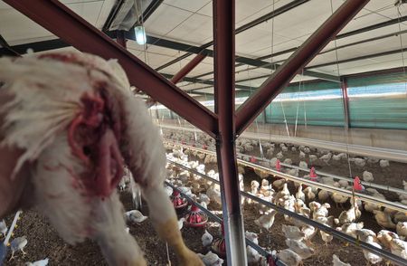 NSPCA secures urgent court order while Daybreak chair flies coop with R625,000 payout