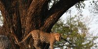 Leopard on the look out. Photographer: Pieter Postema