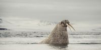 Walrus, Svalbard, Norway. (Photo: Peter & Beverly Pickford Wildlife Photography)