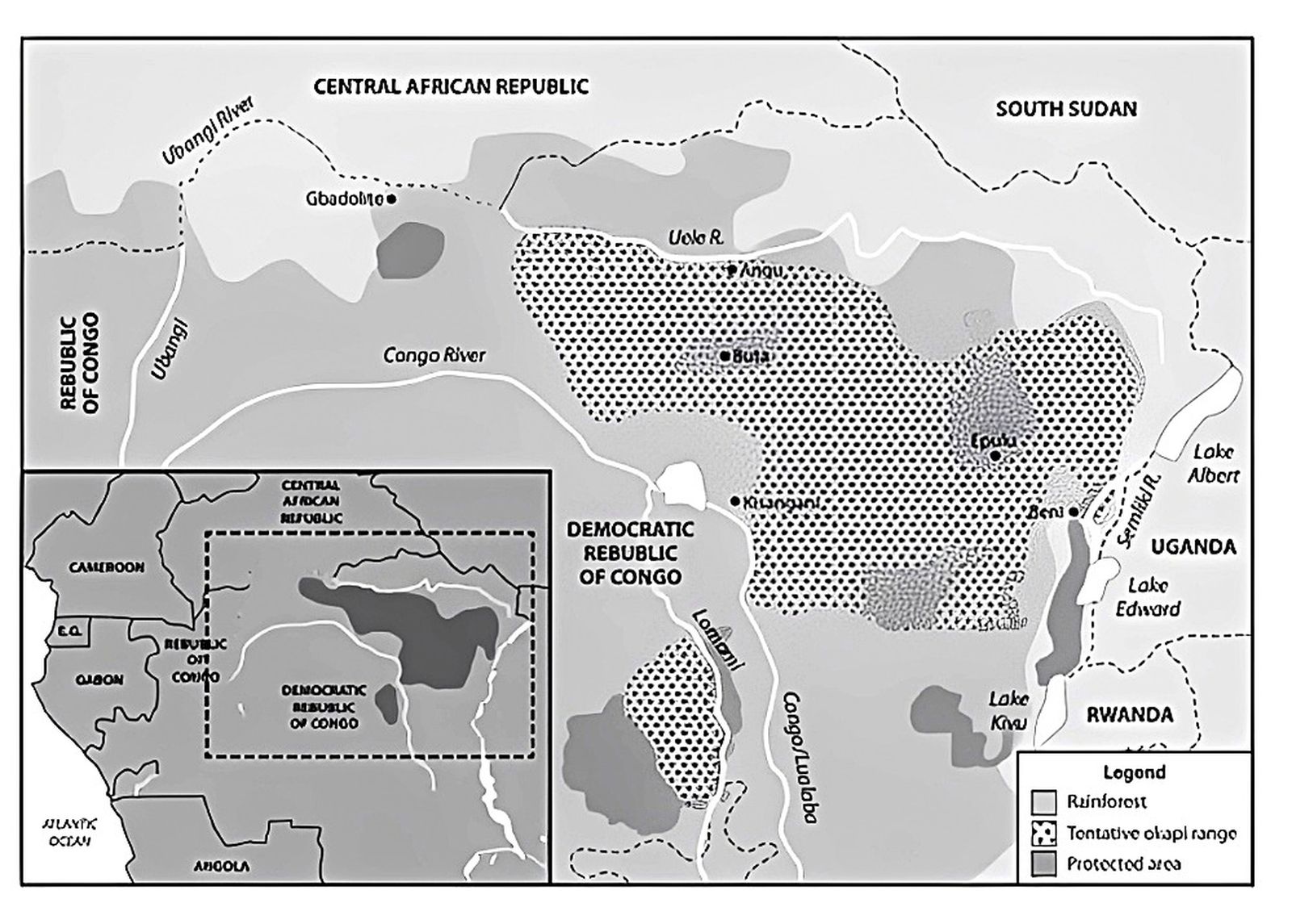 African ‘unicorn’ slipping off the conservation radar