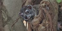 "Hoi! Trying to sleep up here!" Displeased Southern Tree Hyrax briefly emerges from his Fig nest. Pumula, KZN south coast. Image: Peter Vos