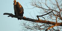 A vulture sits on a branch in the Edeni Game Reserve near Kruger National Park in South Africa
