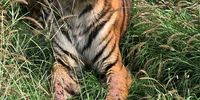 The famle tiger had chewed away parts of its front legs. (Photo: NSPCA)