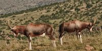 Rival bontebok males, settling their differences with quaint rituals on the high mountain plains. Image: Chris Marais