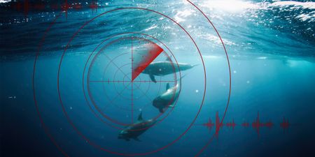 Court bid to halt West Coast seismic survey: Company asks for more time to draft responding affidavit