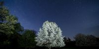  A photo taken using a slow shutter speed shows a cherry tree in bloom in Salgotarjan, northern Hungary, 07 April 2024 (issued 08 April 2024).  EPA-EFE/Peter Komka HUNGARY OUT