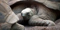 ROME, ITALY - JANUARY 24:  Aldabra tortoises are housed inside the new wing of the Bioparco, dedicated to giant turtles, on January 24, 2012 in Rome, Italy. The Aldabra tortoise is the largest turtle in the world after the Galapagos turtle and lives on the island of Aldabra in the Seychelles archipelago. It can weigh up to 250 pounds, grow to over a meter in length and live to more than a hundred years. This species is highly endangered with only a a small number left in the world.  (Photo by Giorgio Cosulich/Getty Images)