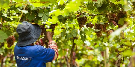 Agribusiness Confidence Index dips in second quarter, but green shoots emerge