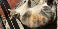  “Stop zooming now, I’m trying to take a nap”. CREDIT: Chris Heymans.