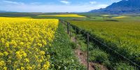 Bread & Wine: What’s the future of wheat and wine farming? (Part Six)